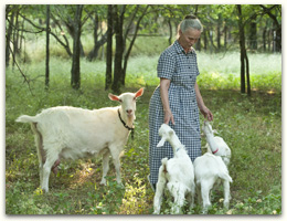 Cheryl with Goats