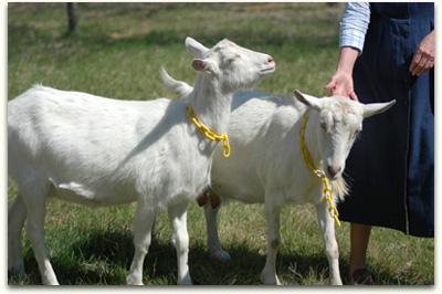 Cheryl with Goats